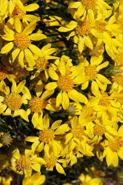 ERICAMERIA LINEARIFOLIA BLOOM Stock Photos