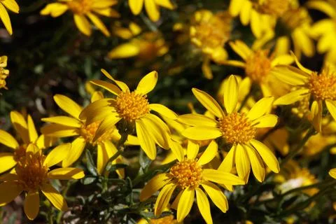ERICAMERIA LINEARIFOLIA BLOOM Stock Photos
