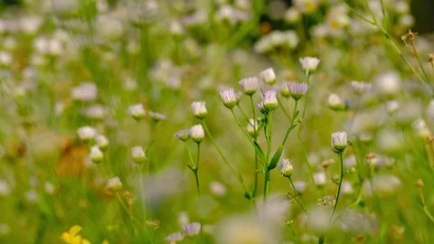 Erigeron acris blosssom Stock Footage 315246591