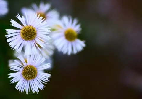 Erigeron alpinus Stock Photos