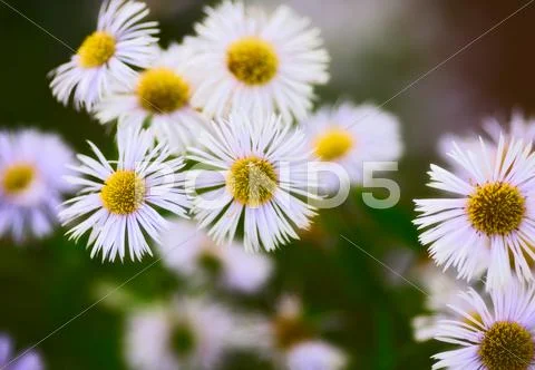 Erigeron alpinus Stock Photos