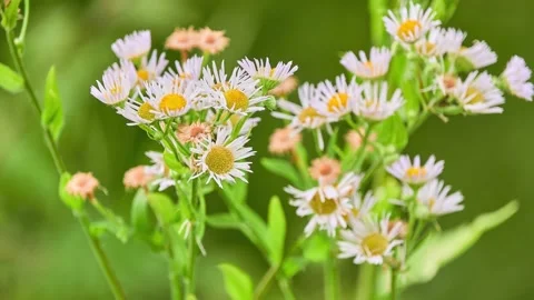 Erigeron annuus (Eastern daisy, Strigose, Whitetop, Tall or Annual fleabane,  Stock Footage 164150927