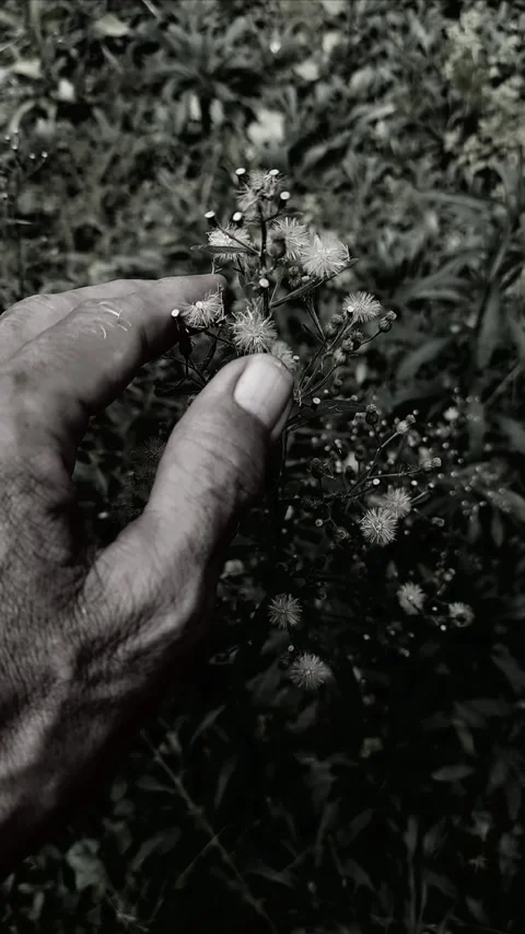 Erigeron, BNW Vertical Video stock 306657803