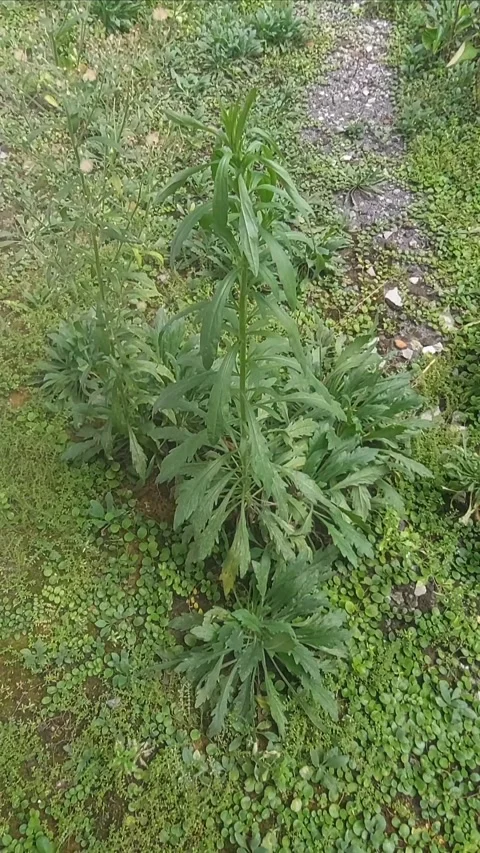 Erigeron, Cool Vertical Stock Footage 304675109