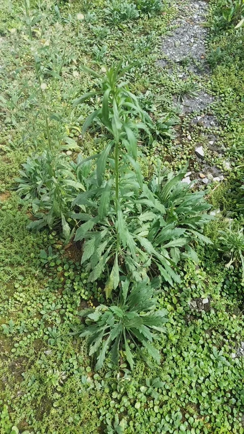 Erigeron, Cool to Warm, Vertical Video stock 304675239