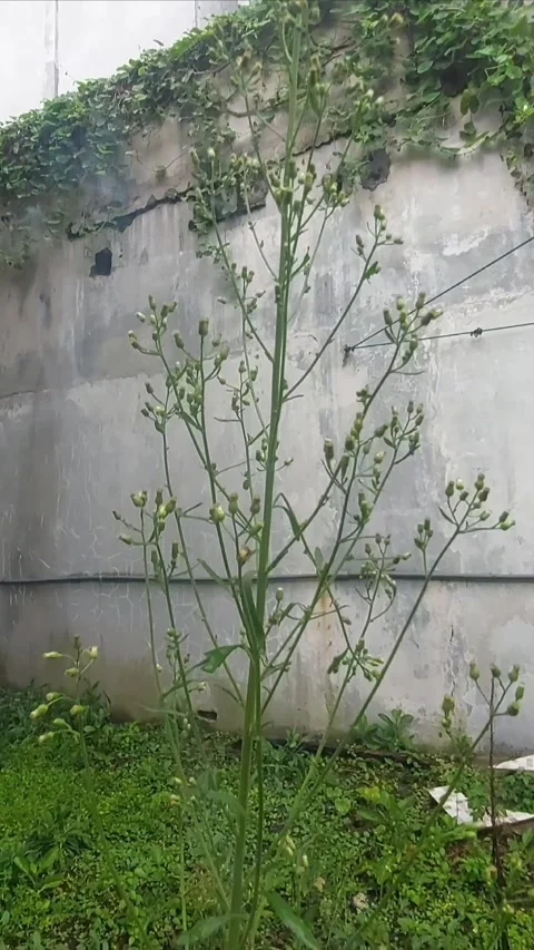 Erigeron, Growing in Smokey Environment Video stock 299915308