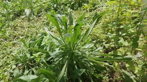 Erigeron, Herb Stock Footage 304675243