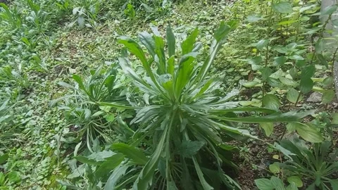 Erigeron, Moved by Wind Stock Footage 304675238