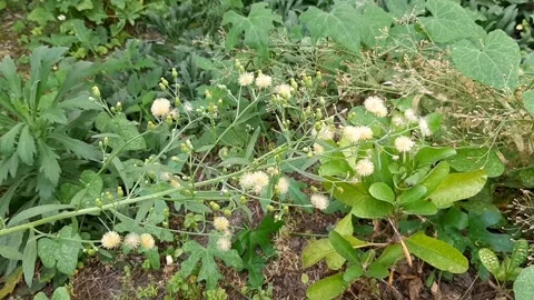 Erigeron sumatrensis, Horizontal Position Stock Footage 281161058