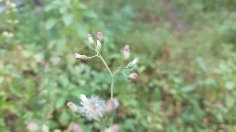 Erigeron sumatrensis Part 2 Stock Footage 279645192