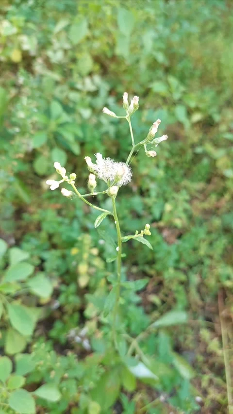Erigeron sumatrensis, Vertical Video stock 279644715