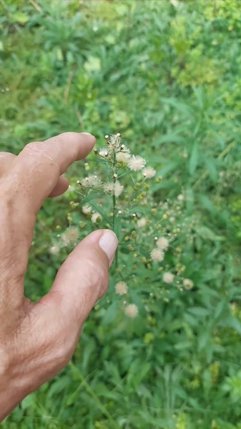 Erigeron, Tiny Buds Touched by Hand, Vertical View Stock Footage 306657851