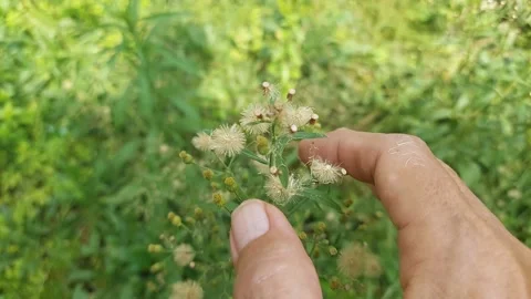 Erigeron, Tiny Tree Stock Footage 306657765