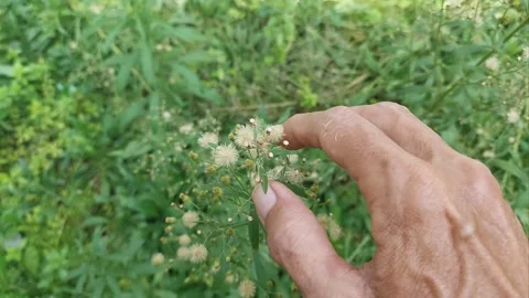 Erigeron, Touched by Hand Stock Footage 306657824