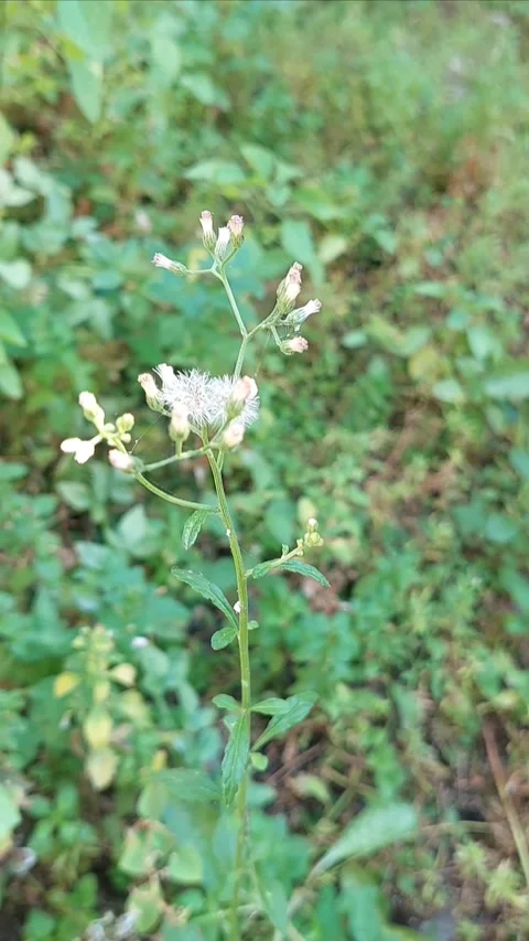 Erigeron, Vertical Stock Footage 279644832