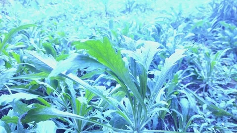 Erigeron, Winter Look Видео 304328798