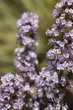 ERIODICTYON PARRYI BLOOM Stock Photos