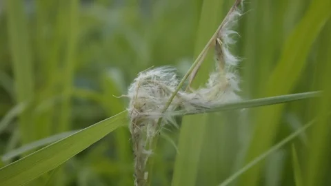 Eriophorum angustifolium Stock Footage 127545769
