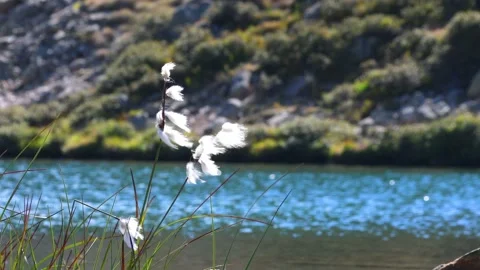 Eriophorum angustifolium 스톡 동영상 151217643