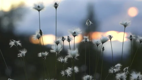 Eriophorum flowers in beautiful light Stockbeeldmateriaal 243228399