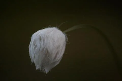 Eriophorum 写真素材