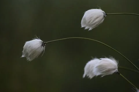 Eriophorum 写真素材