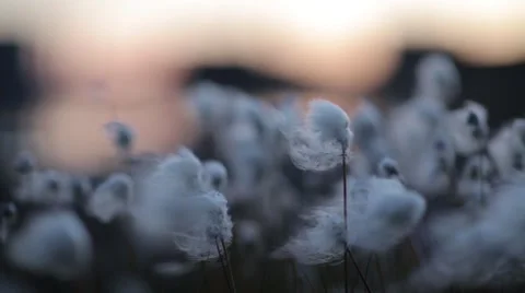 Erióphorum  plant in the Arctic Stock Footage 64547254