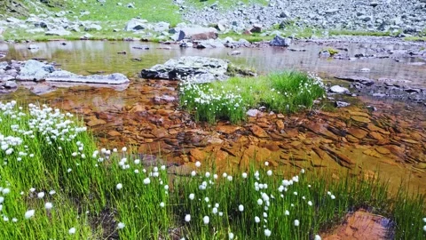 Eriophorum Scheuchzeri around an alpine lake Stock Footage 338377773