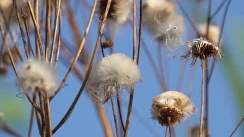 Eriophorum vaginatum Stock Footage 243084331