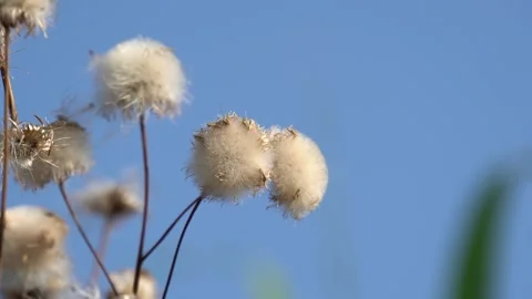 Eriophorum vaginatum Stock Footage 243084334