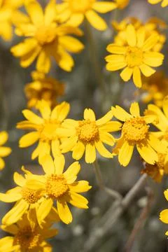 ERIOPHYLLUM LANATUM BLOOM Stock Photos