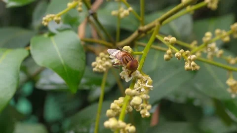 Eristalinus taeniops insects 動画素材 220810909