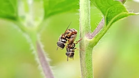 Eristalis gatesi Stock Footage 232379130