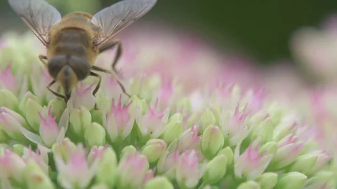 Eristalis tenax - drone fly Video stock 77263049