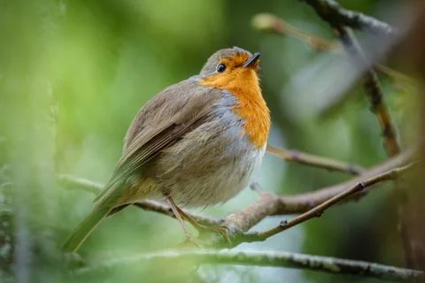 Erithacus rubecula and branch Stock Photos