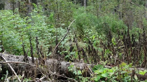 Erithacus rubecula 스톡 동영상 287727540