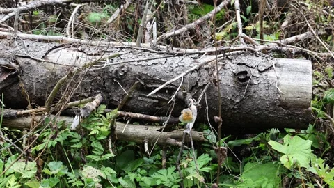 Erithacus rubecula 스톡 동영상 287727568