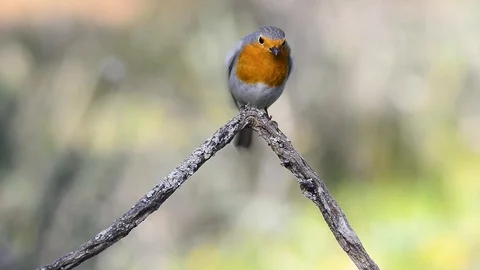 Erithacus rubecula or robin bird on branch Stock Footage 117062600