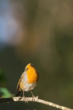 Erithacus rubecula Stock Photos