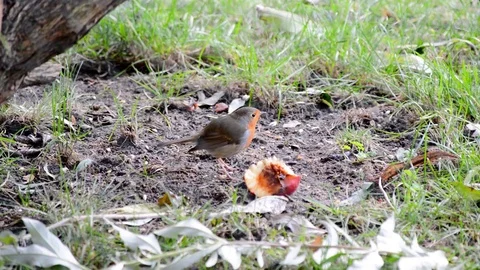 Erithacus rubecula red robin feeding on the ground Stock Footage 70159841