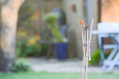 Erithacus rubecula, a Robin perches while collecting twigs for a nest Stock Photos