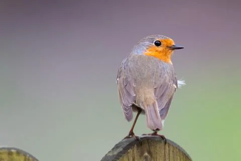 Erithacus rubecula, Robin Stock Photos