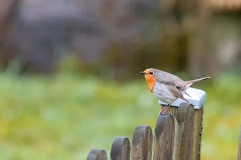 Erithacus rubecula, Robin Stock Photos