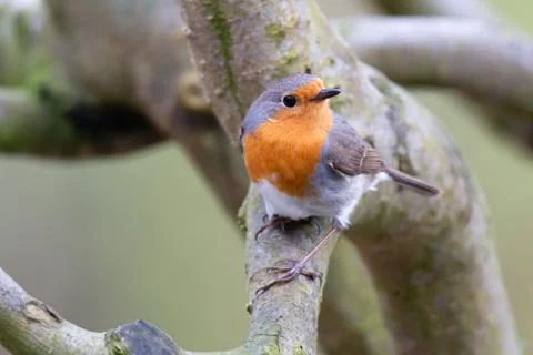 Erithacus rubecula, Robin Foto stock