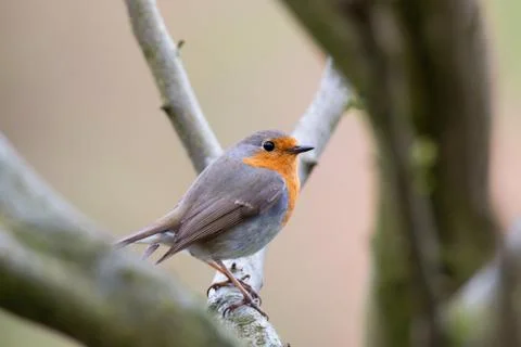 Erithacus rubecula, Robin Stock Photos