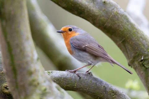 Erithacus rubecula, Robin Stock Photos