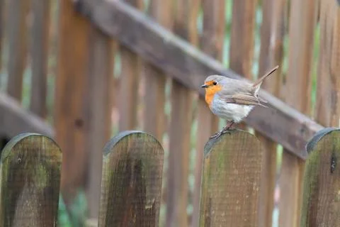 Erithacus rubecula, Robin Stock Photos