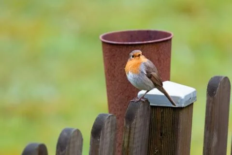Erithacus rubecula, Robin Stock Photos