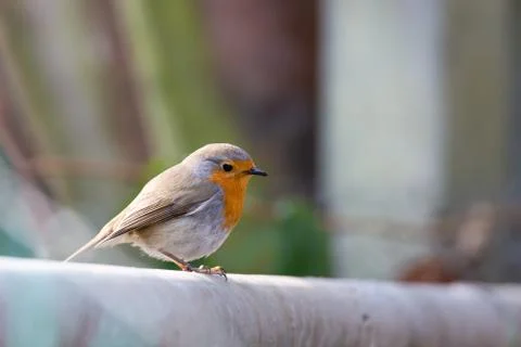 Erithacus rubecula, Robin Stock Photos