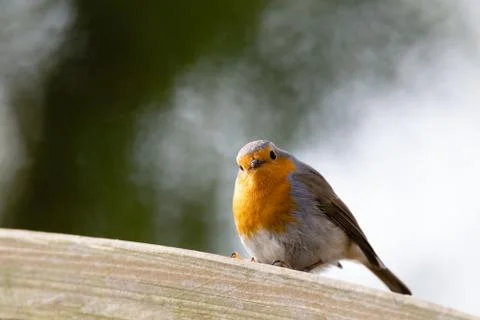Erithacus rubecula, Robin Stock Photos
